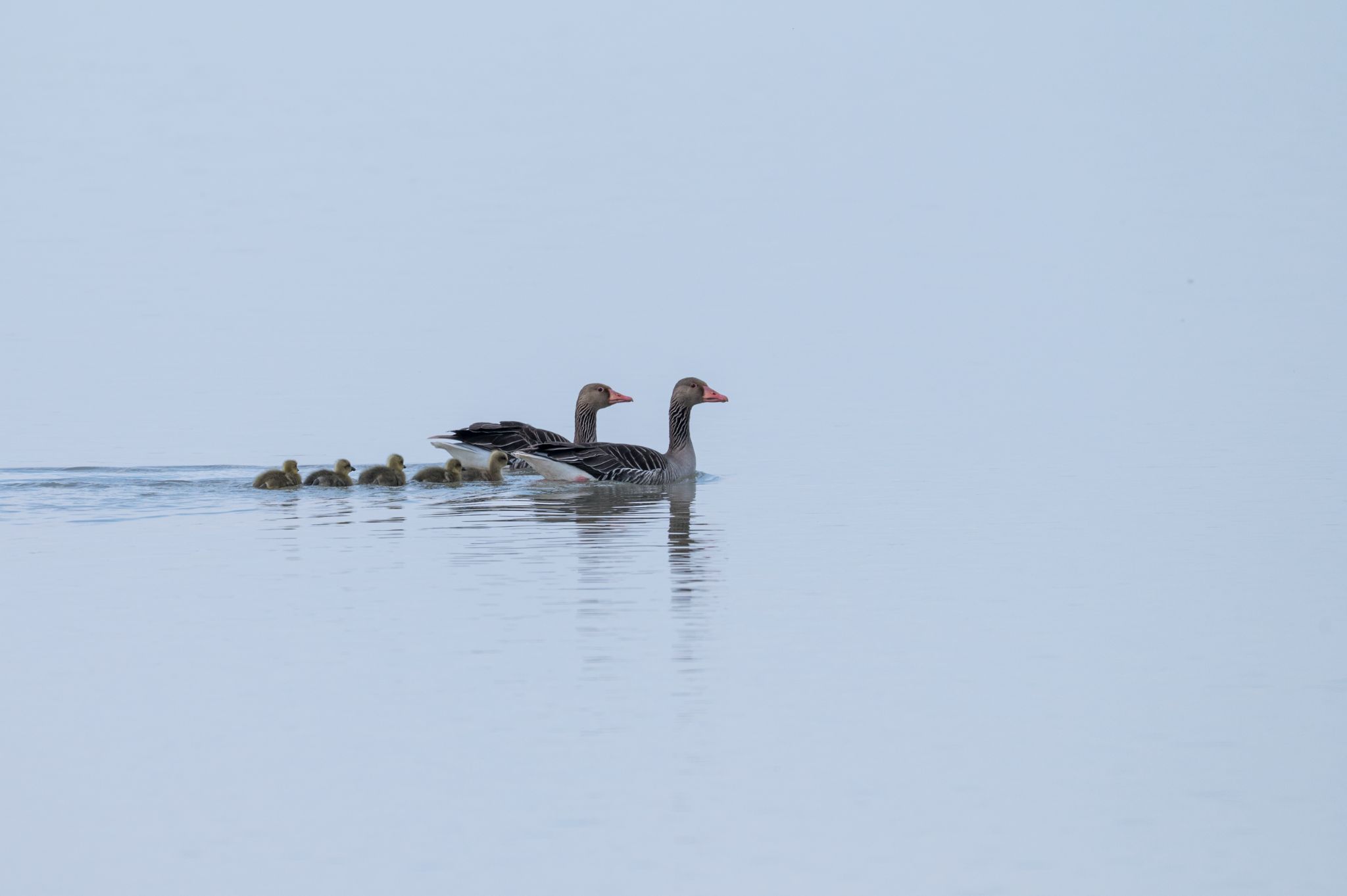 Graugans Familie 2 Anser anser
